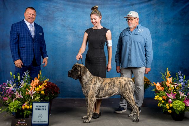 Winners Bitch Rocky Mountain Mastiff Fanciers