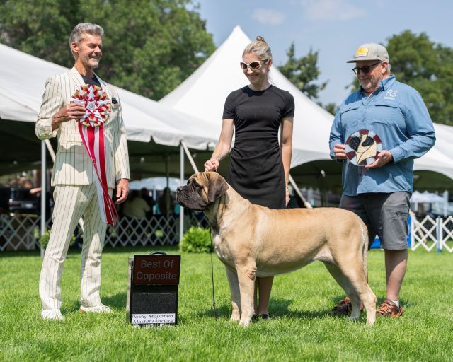 BOSS Rocky Mountain Mastiff Fanciers