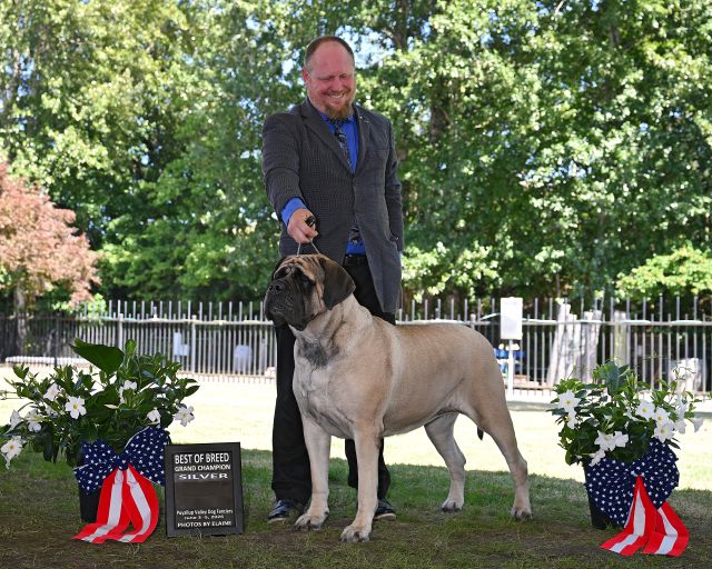Silver GCH